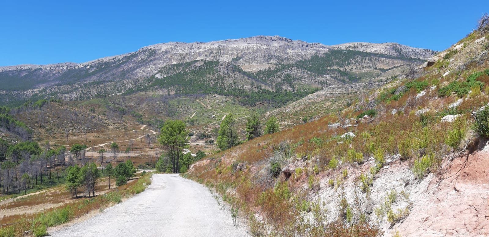 Camino de tierra que sube entre pinos hacia una sierra