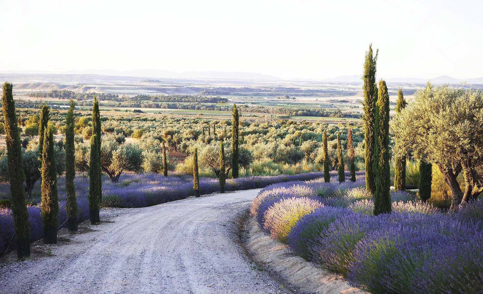 Camino de tierra entre lavanda y cipreses