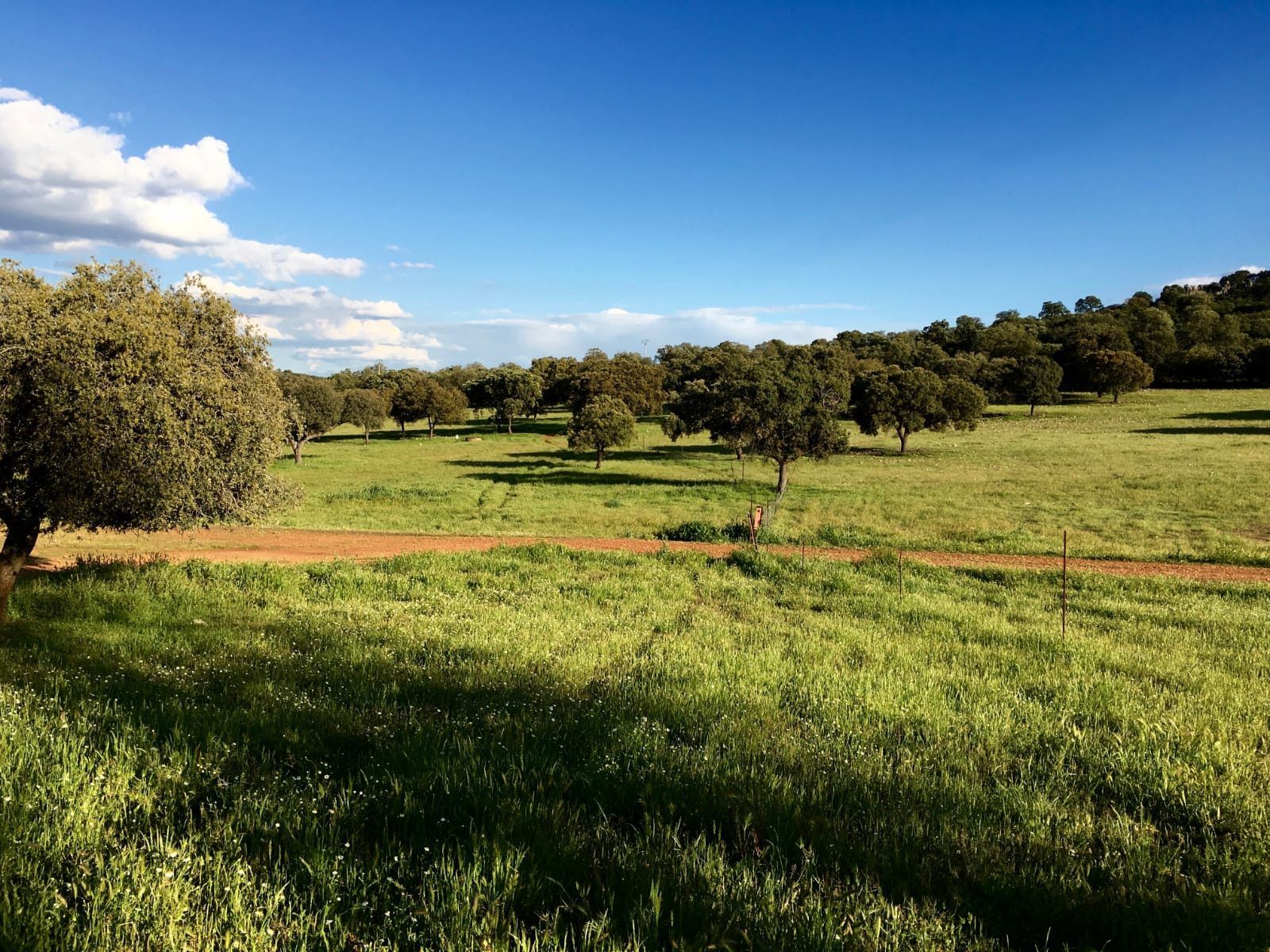 Dehesa con encinas y pasto verde bajo un cielo azul