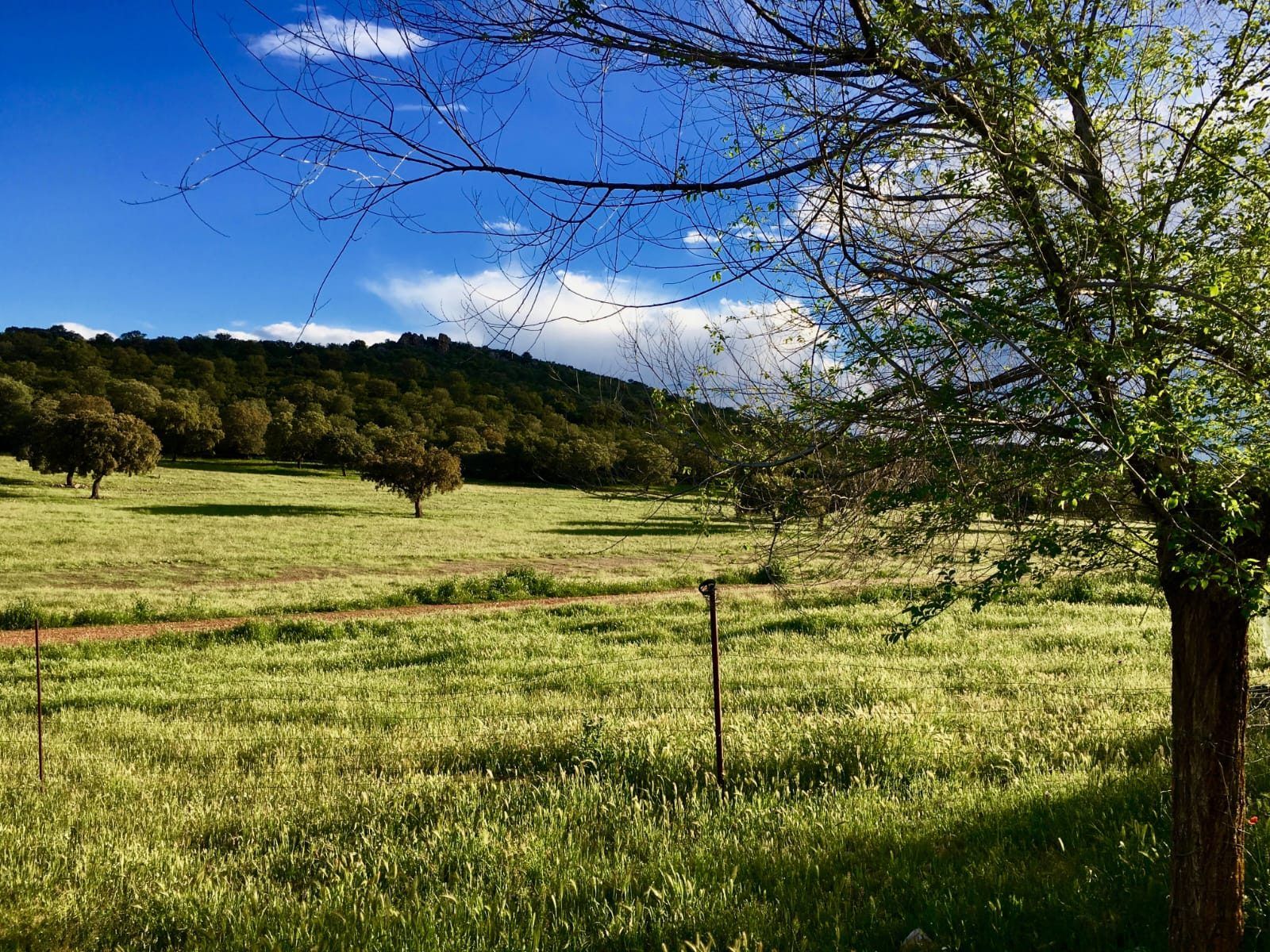 Pasto verde, una cerca de alambre y encinas al fondo