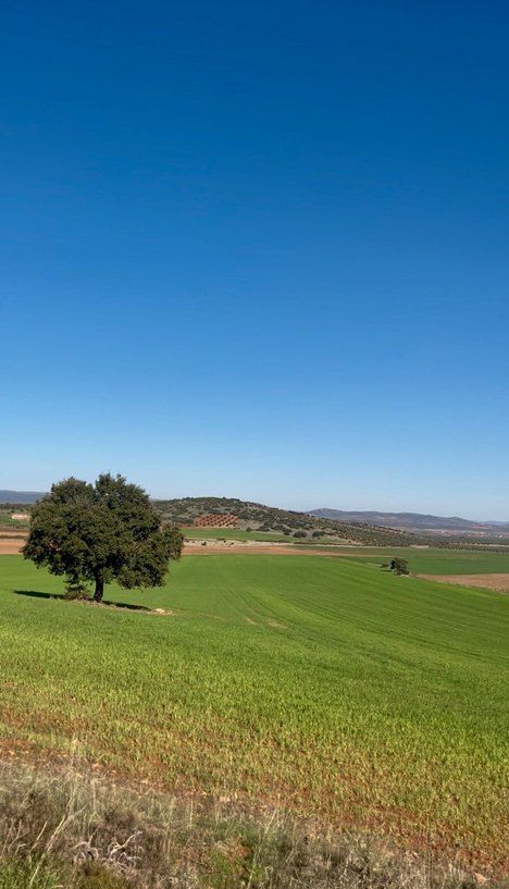 Encina solitaria en un campo de cereal verde